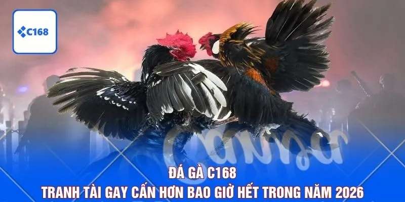 Đá Gà C168 - Tranh Tài Gay Cấn Hơn Bao Giờ Hết Trong Năm 2026